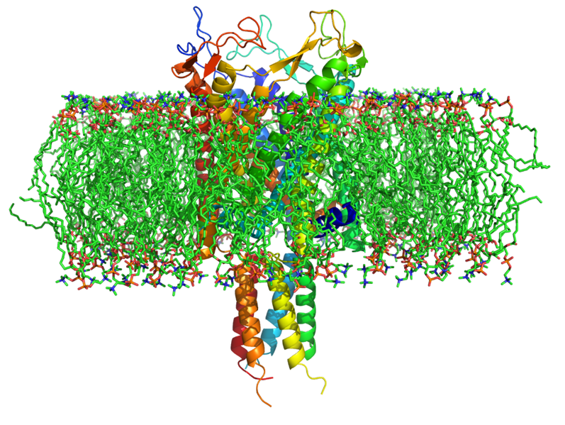 Homolgy Model of MscL